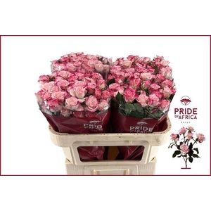 Rosa spray reflex
