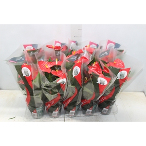ANTHURIUM ESUDO P12