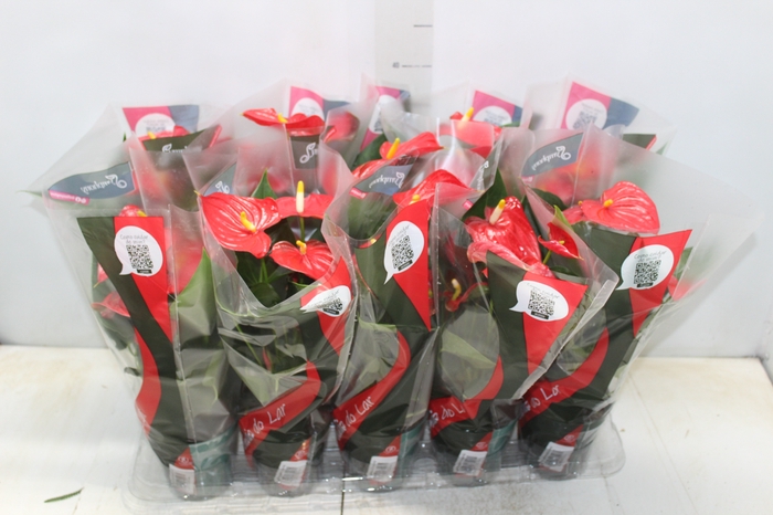 <h4>ANTHURIUM ESUDO P12</h4>