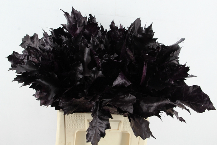 <h4>QUERC RUBRA FROST AUBERGINE</h4>