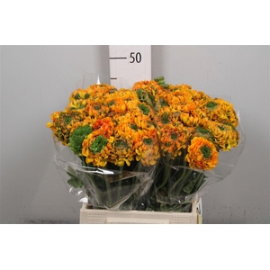 Ran Pon-pon Merlino Ex