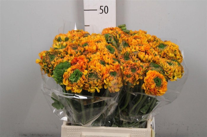 <h4>Ran Pon-pon Merlino Ex</h4>