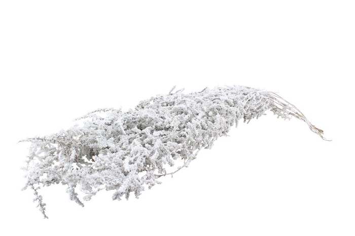 <h4>Asparagus Wild Selvatico Snow Rood</h4>