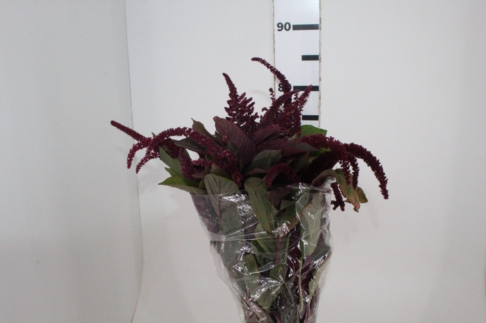 <h4>AMARANTHUS VINHO 070 CM ROXO</h4>