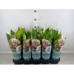 Spathiphyllum  'Bellini'