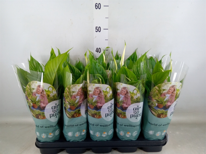 <h4>Spathiphyllum  'Bellini'</h4>