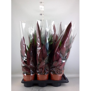 Stromanthe sanguin. 'Stripestar'