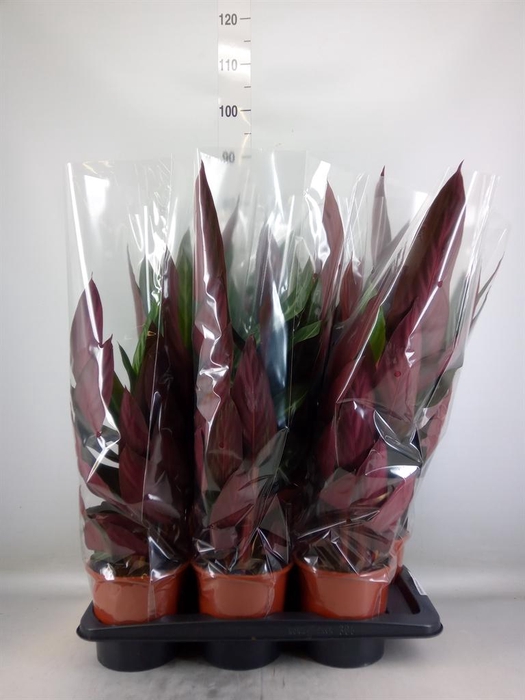 <h4>Stromanthe sanguin. 'Stripestar'</h4>