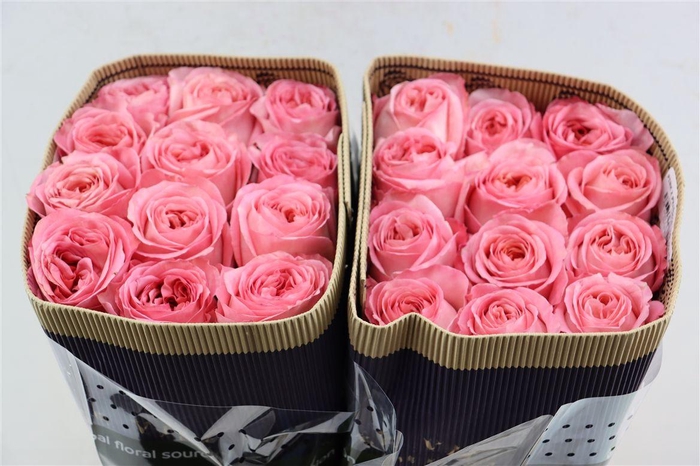 R Gr Pink Xpression