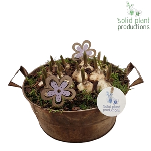 ZMU005 Antique Zinc Muscari