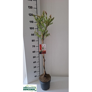SALIX IN FLAMINGO