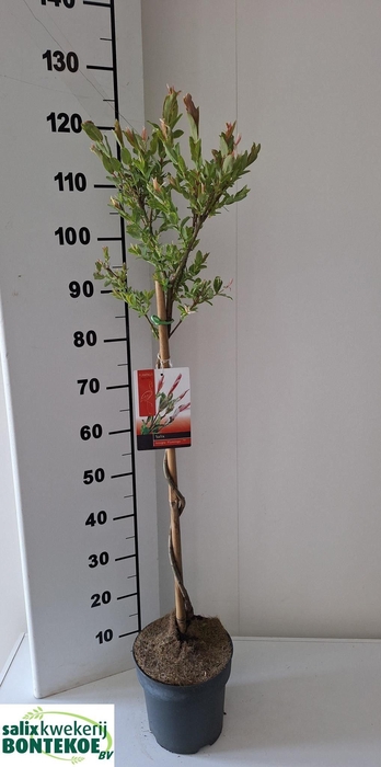 <h4>SALIX IN FLAMINGO</h4>