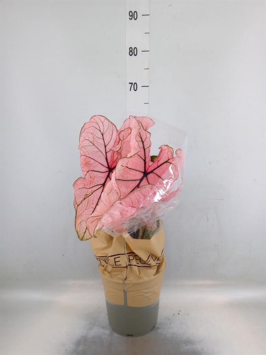 <h4>Caladium   ...</h4>