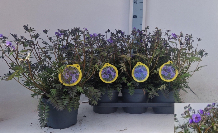 <h4>POLEM REPTANS</h4>