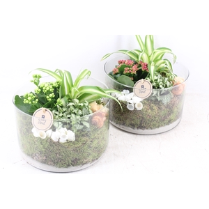 arr2 PL - Glas cilinder L x2 - roze/wit