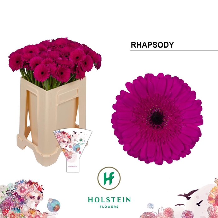 <h4>Germini Rhapsody Water/Hoes x80</h4>