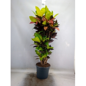 Codiaeum var. KL 'Mrs Iceton'