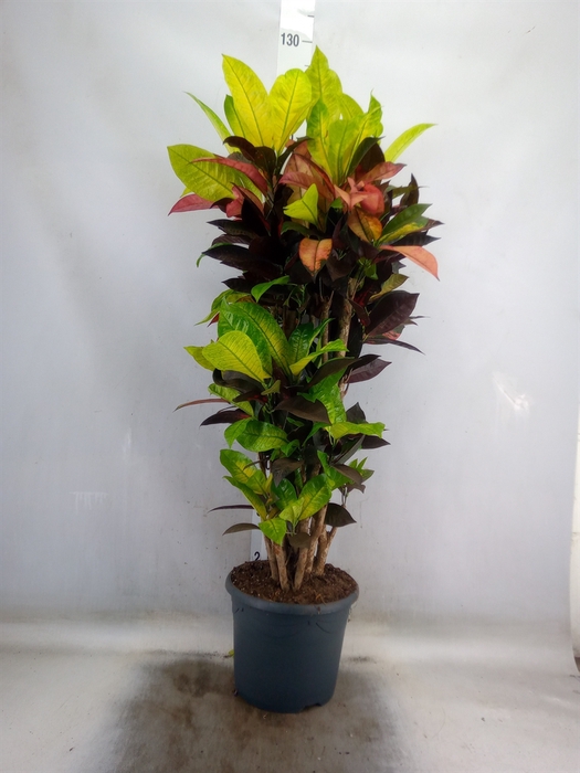 <h4>Codiaeum var. KL 'Mrs Iceton'</h4>