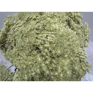 Ammi Vis Green Mist Goud