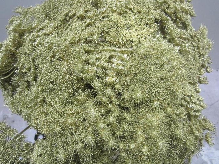 <h4>Ammi Vis Green Mist Goud</h4>