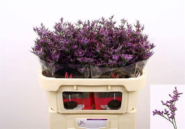 <h4>LIMONIUM SAFORA DARK BLUE 30GR</h4>