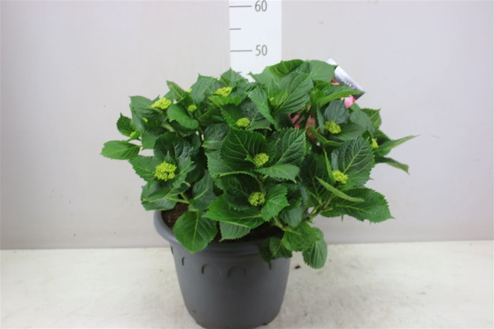 <h4>Hydrangea Macr Hi River Pink 15+</h4>