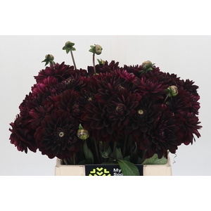 Dahlia Black Destiny