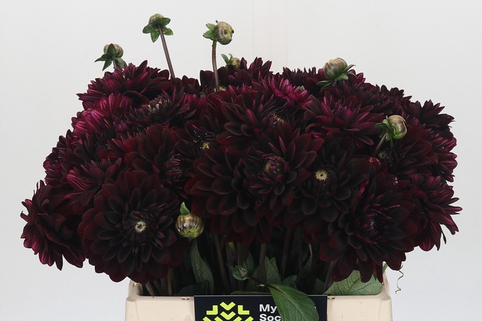 Dahlia Black Destiny