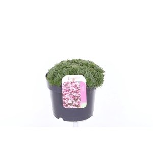 Saxifraga Touran Deep Red