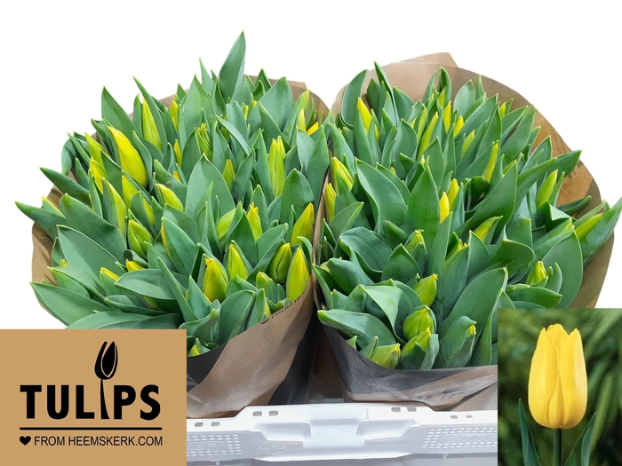 <h4>TU EN STRONG GOLD</h4>