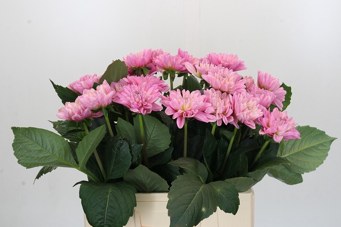 Dahlia Strawberry Ice