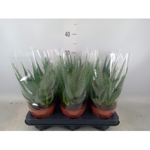 Aloe arborescens