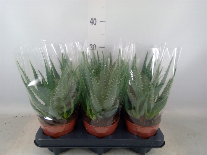 <h4>Aloe arborescens</h4>