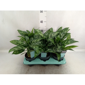 Aglaonema  'Maria'