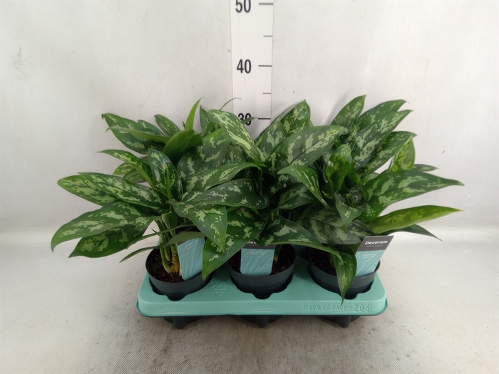 Aglaonema  'Maria'