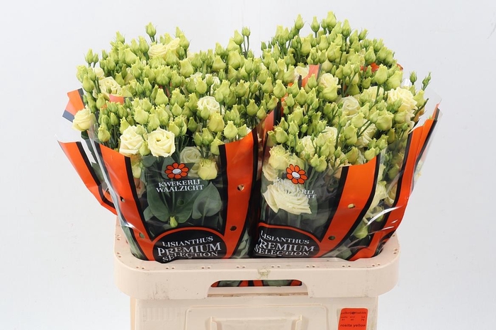 <h4>Eus G Rosi Yellow</h4>