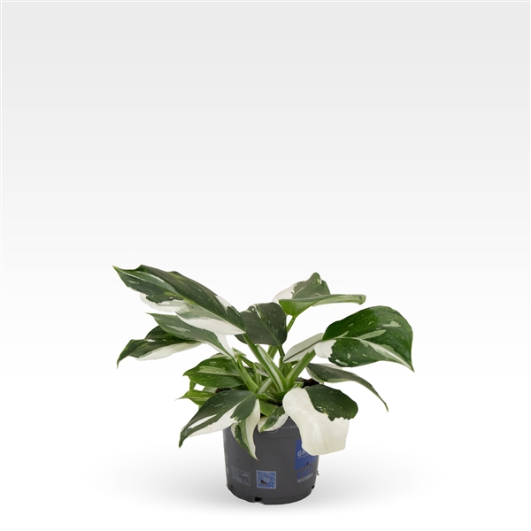 <h4>Philodendron - Karma White Wizard</h4>