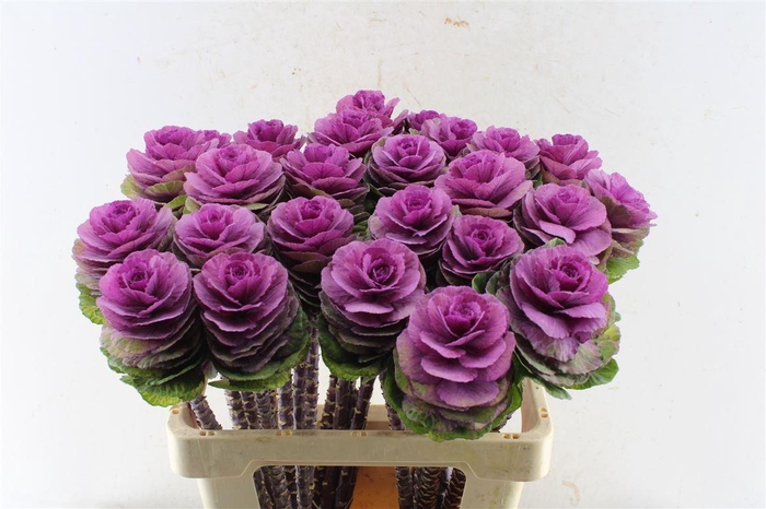 <h4>Brassica Crane Carmine</h4>