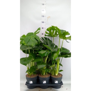 Monstera delic.