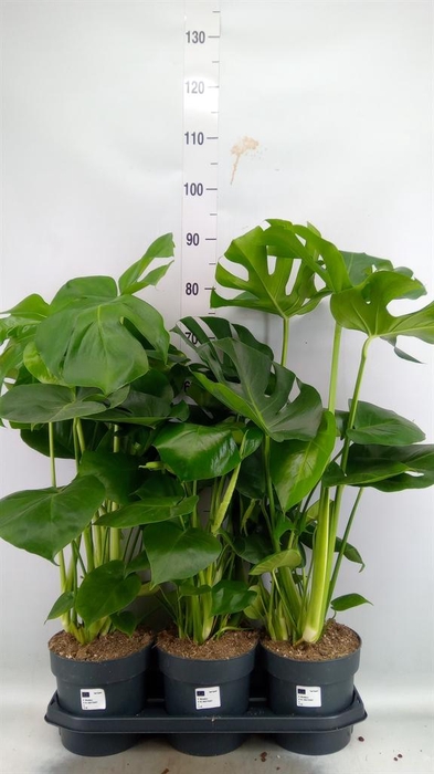 <h4>Monstera delic.</h4>