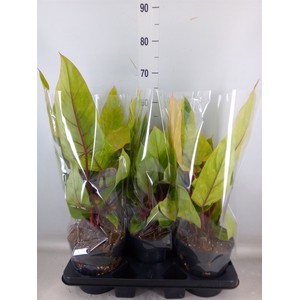 Philodendron   ...