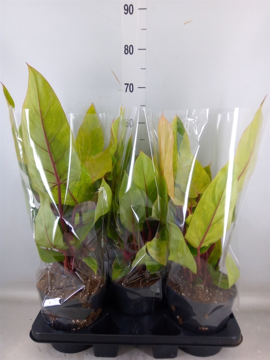 <h4>Philodendron   ...</h4>