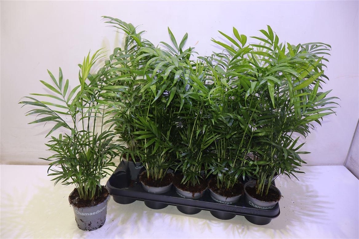 <h4>arr8 Chamaed Elegans</h4>