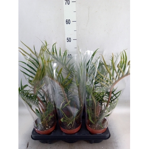 Philodendron tortum 'Good Luck'