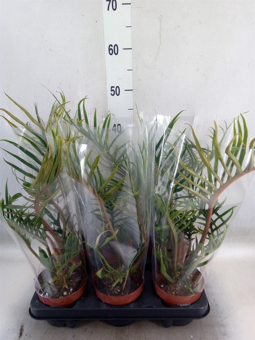 <h4>Philodendron tortum 'Good Luck'</h4>
