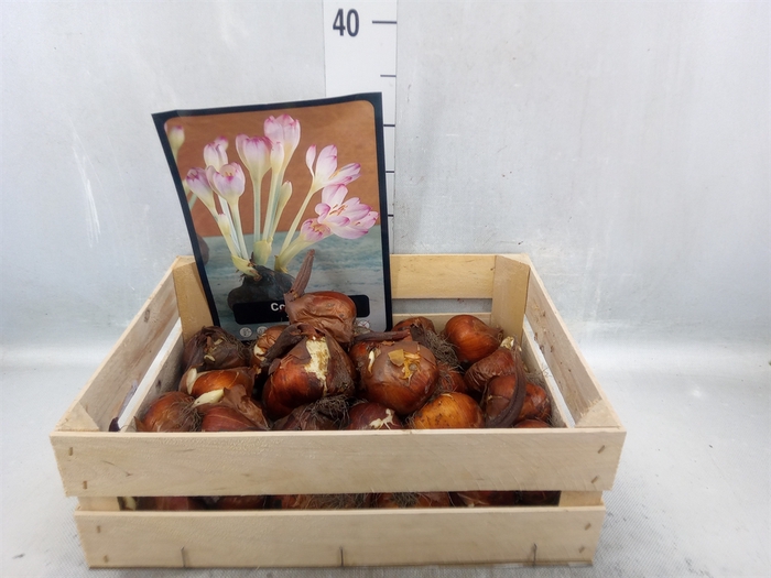 <h4>Flowerbulbs, corns or tubers   ...</h4>