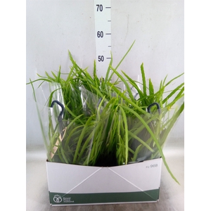 Rhipsalis   ...