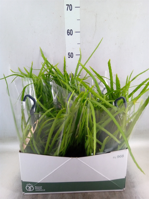 <h4>Rhipsalis   ...</h4>