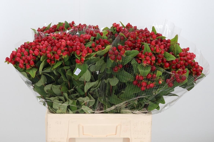 <h4>Hyp Mag Triumph</h4>