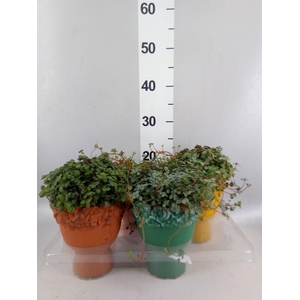 Arr.   Kamerplant Groen L%